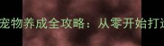 富甲天下5宠物养成全攻略从零开始打造最强阵容