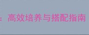 天天炫斗80级全技能高效培养与搭配指南附最新版本攻略