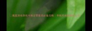 魔星游戏单机斗地主零氪党必备攻略手残党也能轻松上分