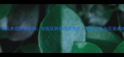 女生单机养成游戏攻略轻松玩转养成类佳作解锁全平台沉浸式体验