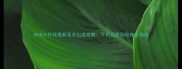 球球大作战最新圣衣出装攻略平民玩家到战神全指南