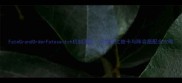 FateGrandOrderFateswitch机制深度高性价比抽卡与阵容搭配全攻略